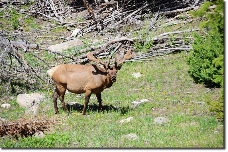 Elk in National Park 5