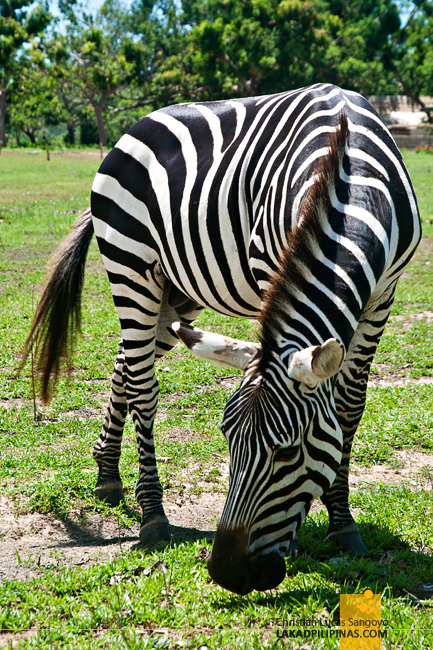 Zebras at the Calauit Safari Park in Palawan