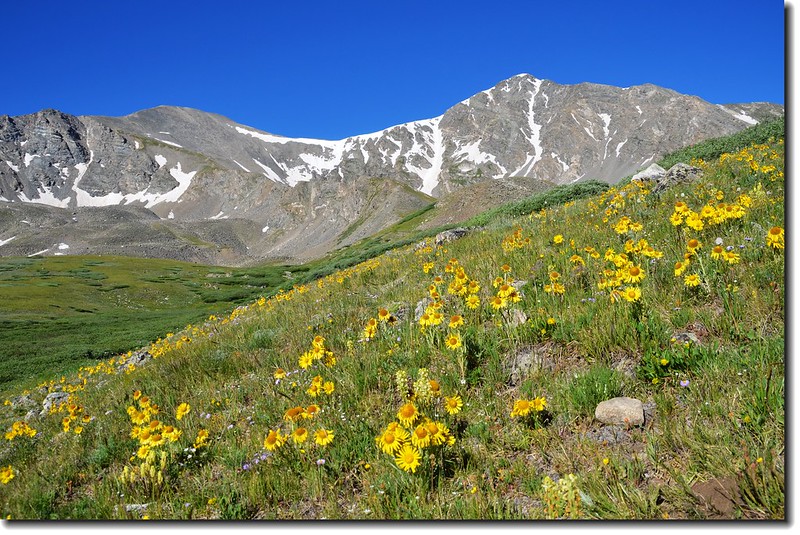 Alpine Sunflower with Grays & Torreys Peak in the distance 1