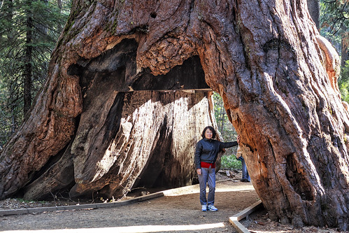 statepark people tree giant mom ancient trail giantsequoia
