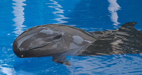 體色偏黑且均勻分布的偽虎鯨，圖片作者：C.C. Chapman，圖片來源：https://www.flickr.com/photos/cc_chapman/1109735440，本圖符合CC授權使用。