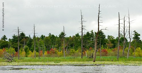 summer tree green nature water colors dead outdoors photography pond cloudy overcast canoe late beavermeadow
