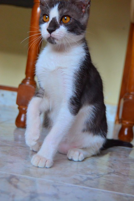 Bambino, gatito color humo y blanco esterilizado, de ojazos cobre, nacido en Abril´14, en adopción. Valencia. ADOPTADO. 14832874261_cfdbbe3bd2_z