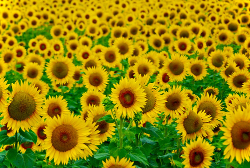 summer france yellow gold sunflower provence été tournesol champ