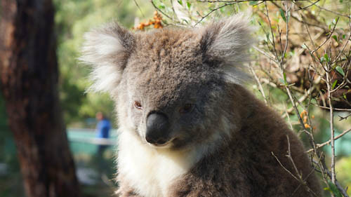 Step Into the Koala's Woodland World, Phillip Island - Victoria