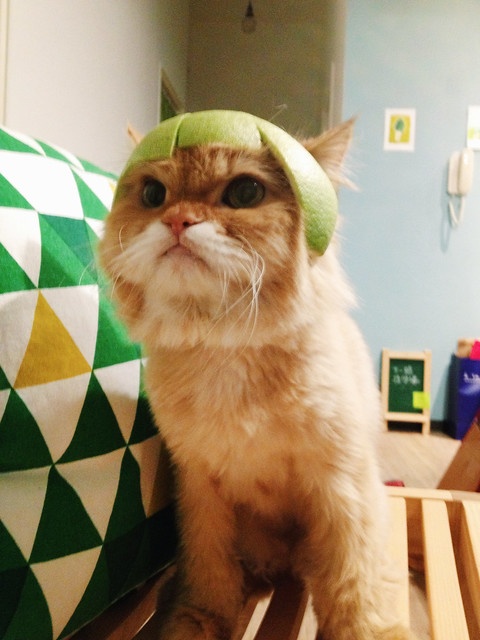 柚子貓