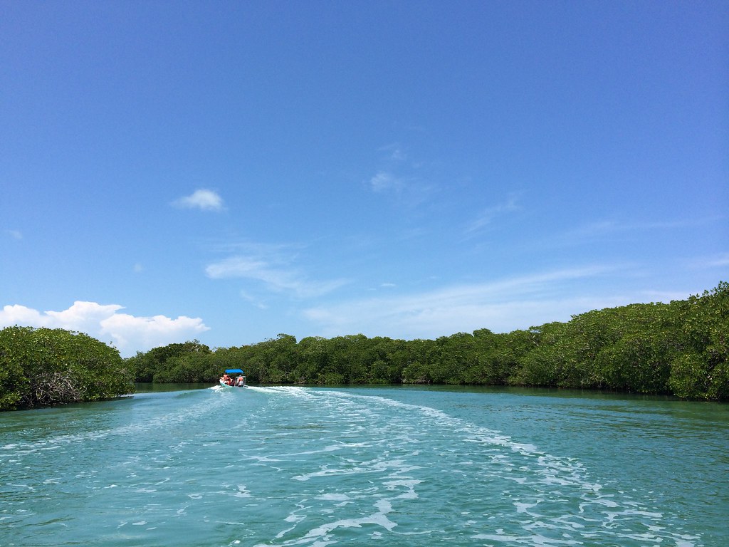 Sian Ka'an - mangrove