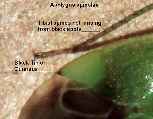 Apolygus spinolae 31988xx