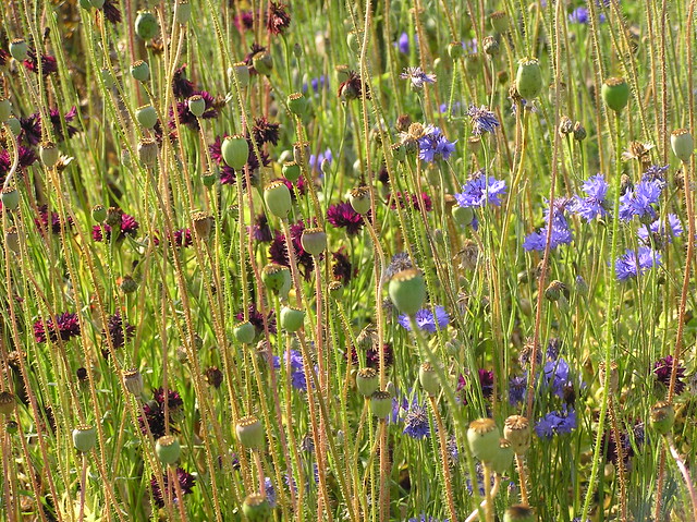 Lavender Garden in August