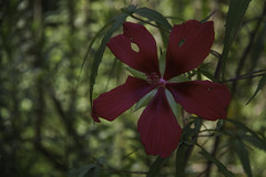 Swamp Hibiscus (Hibiscus coccineus)