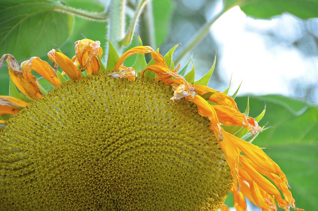 Brilliant yellow sunflowers bending their head from the weight of the load of seeds