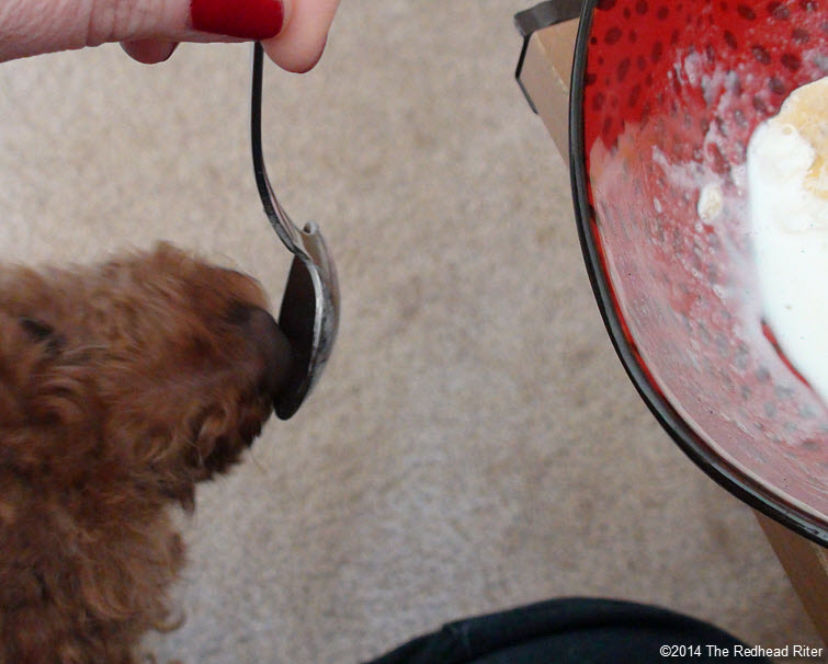 Bella, red toy poodle licking spoon