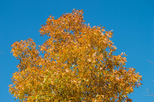autumn naturalfallsstatepark fall d3200 oklahoma nature colcord unitedstates us