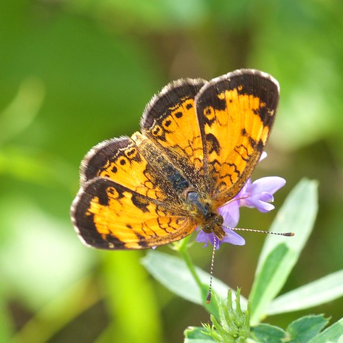 butterflies lepidoptera