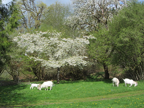 apple concrete washington blossom goat skagit northcascadeshighway