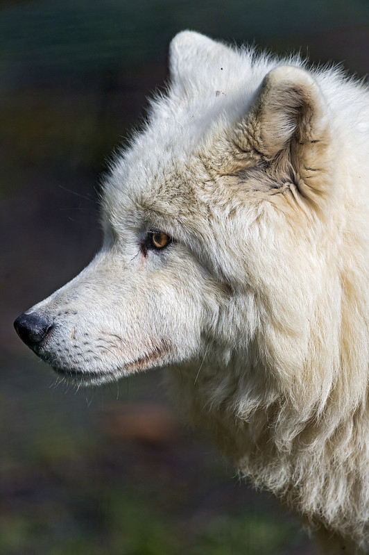 Profile of an arctic wolf