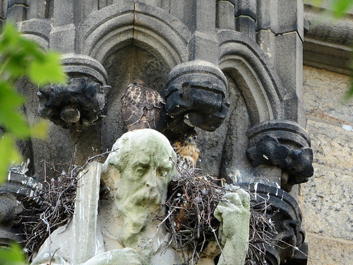 Cathedral Hawl Nestlings (1681)