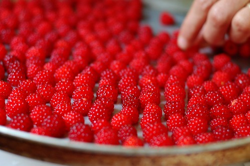 Freezing the wild wineberries to make sorbet by Eve Fox, The Garden of Eating, copyright 2014