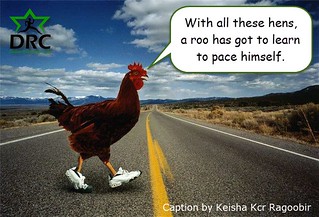 With all these hens, a roo has got to learn to pace himself.