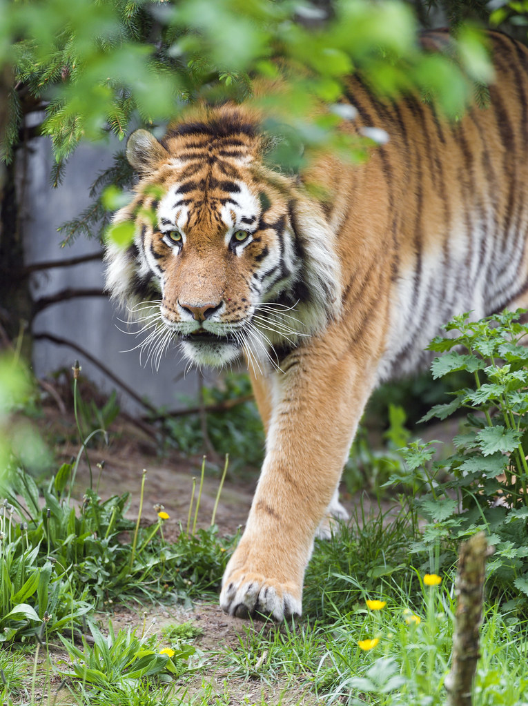 Siberian tiger walking again
