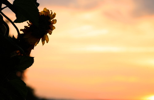 summer sun flower sunrise sommer sunflower blume sonne sonnenaufgang sonnenblume