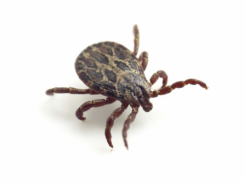 Ticks can transmit up to 14 diseases to humans – don’t let the bloodsuckers ruin your summer or fall.