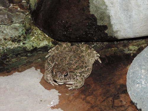 Great Plains Toad (Bufo - or Anaxyrus - cognatus)