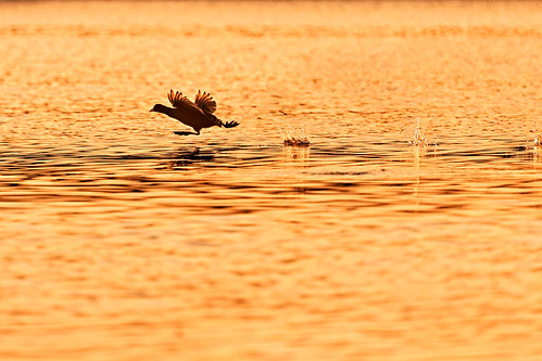 sunset bird speed geotagged austria hard late takeoff goldenhour 2014 400mm vorarlberg canoneos5dm3