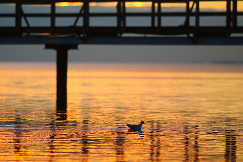sunset sea bird water se pier skåne sweden sverige uncropped f28 2014 bjärred skånelän ef200mmf28lusm canoneos100d ¹⁄₅₀₀sek 7110092014183119