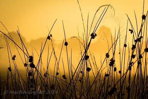 summer mist plant nature grass yellow sunrise reeds landscape outside countryside country 100mm cobweb richmondpark flowersplants img201409089551