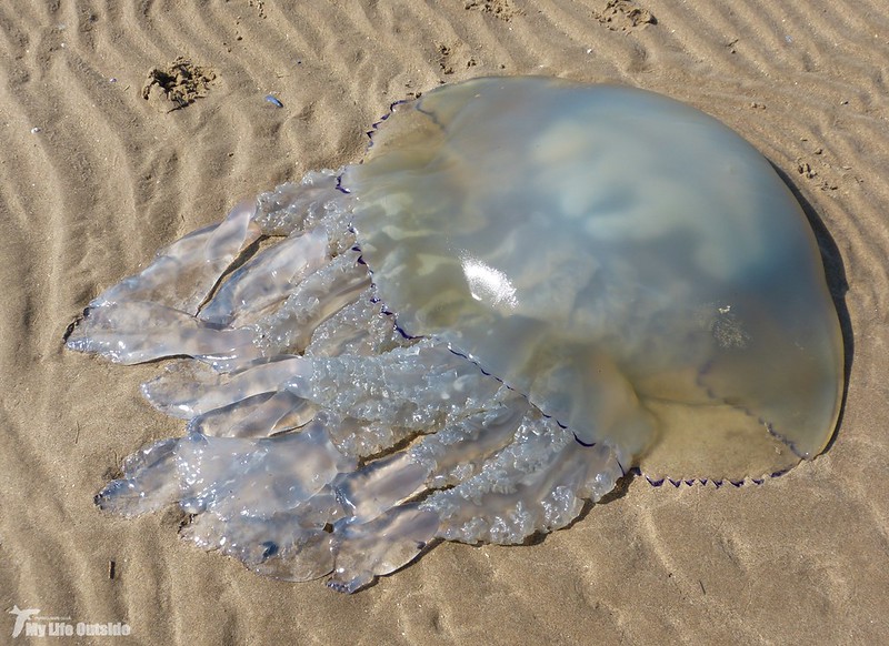 P1080826 - Barrel Jellyfish, Gower