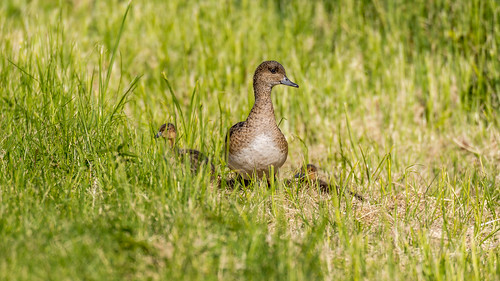 family summer grass duck sweden duckling free ducks ducklings luleå norrbotten