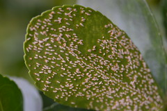 Nymph is damaging stage

Hosts: Euonymus spp.