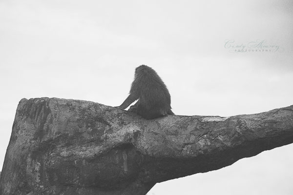 blog monkey
