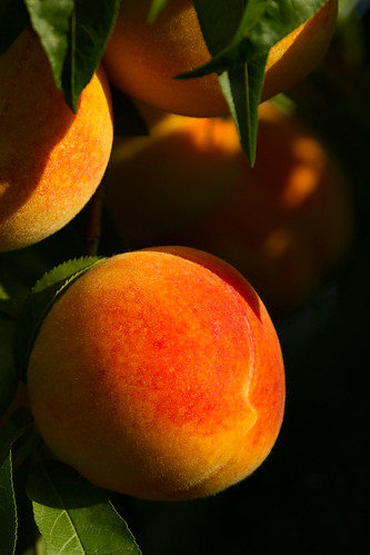 trees fruit peaches crops agriculture orchards sacramentovalley