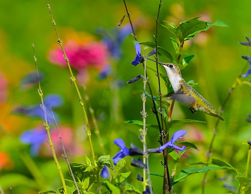 birds hummingbirds rubythroatedhummingbirds