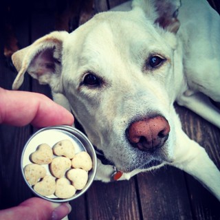 Zeus says Good Morning and stay tuned for our #TheHonestKitchen #haddock #dogtreats #review later this week! #happydog #seniordog #love #dogstagram #Chewy