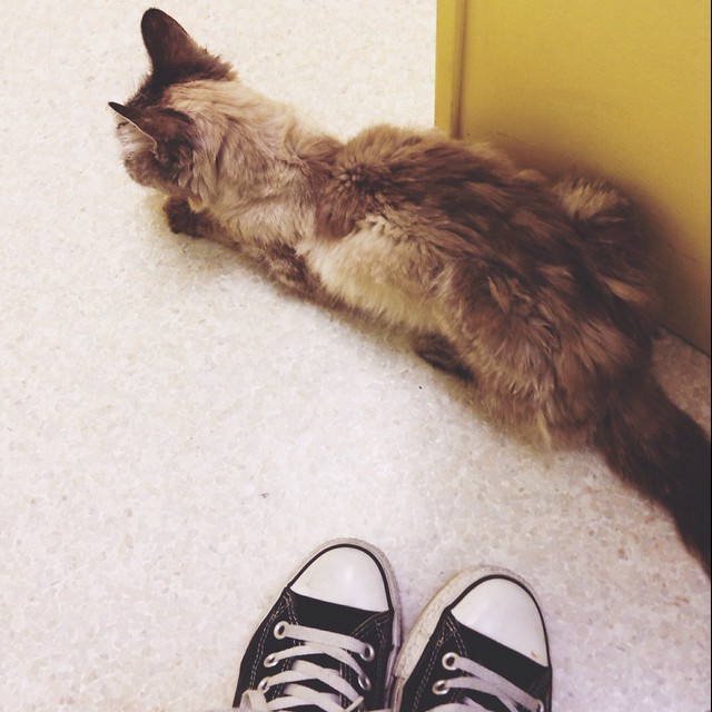 At the Vet