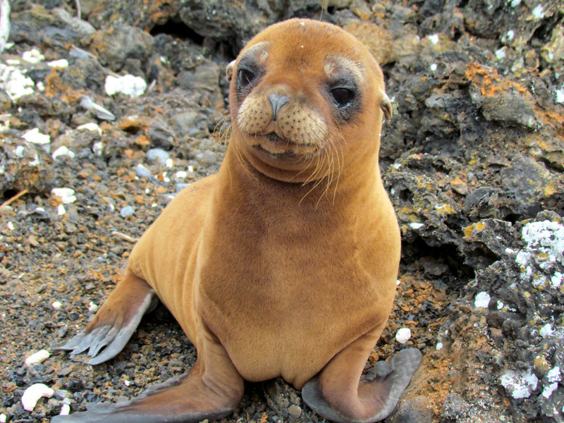 Baby Seal2