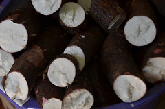 mandioca


cassava / manioc