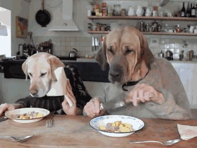 dog dinner
