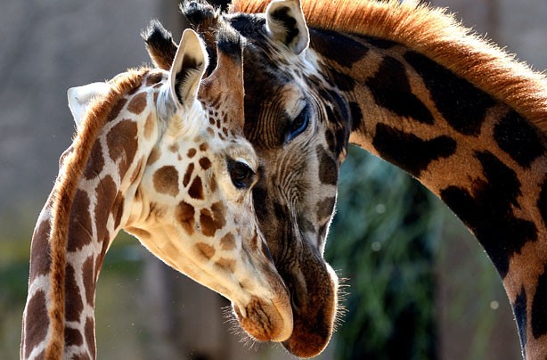 giraffes-in-love
