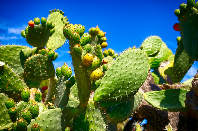 Cacti Blue Sky
