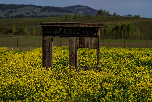 grass farmland mustard petaluma sonomacountyregionalparks tolaylakeregionalpark