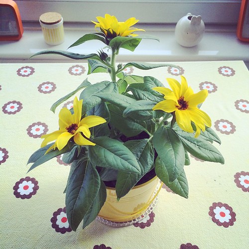 Hurray, my mini sunflowers have appeared!