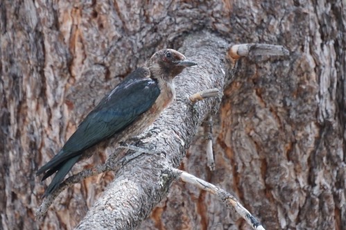 Lewis's Woodpecker (Juvenile)