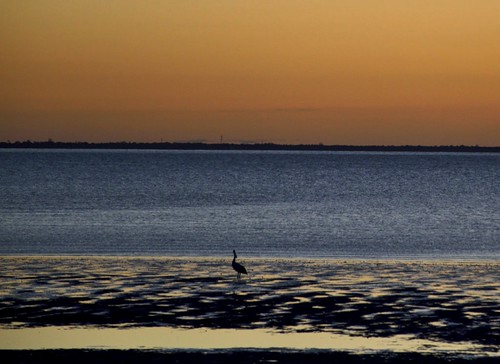 morning sky water birds dawn pelican mudflats nikond3200 deceptionbay