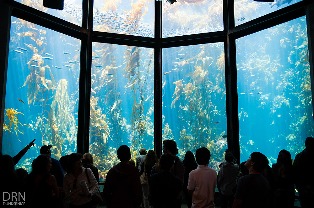 Monterey Bay Aquarium - 2014