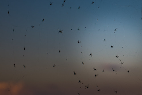 sunset norway spider web flies bluehour spidersweb tønsberg edderkopp vestfold kilen normannphotography