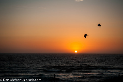 sunset seagulls marina unitedstates marinabirdcaliforniacalifornia